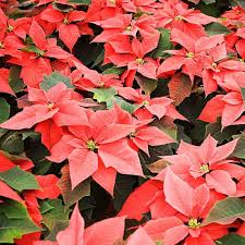 We did not find results for: Poinsettia Care How To Water And Prune Poinsettias