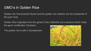 That has long been scientists' answer when asked about the approval of golden rice, a genetically modified (gm) crop that could help prevent childhood blindness and deaths in the developing world. Golden Rice By Nicolas Rifflard Ppt Download