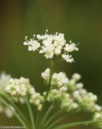 Image result for Pimpinella ledermannii