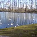 Image result for dali48