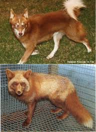 11 Dogs That Look Like A Fox Alaskan Klee Kai Pet Fox Fox Breeds