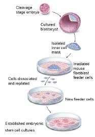 Apart from this, the use of animal components in culture medium can pose a barrier for potential use. Techniques For Generating Embryonic Stem Cell Cultures Illustration Download Scientific Diagram