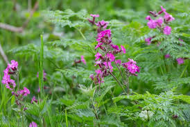 Image result for Lythraceae