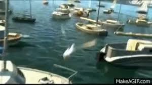 We do offer financing and delivery options if needed. Top 30 Nemo Boat Gifs Find The Best Gif On Gfycat