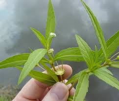 Image result for Eclipta prostrata