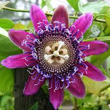 Passiflora Flores Incomuns Flores Exoticas Sementes De Flores