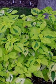 Image result for Boehmeria