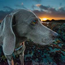 See full list on purina.com Dog Feeding Schedule How Much And How Often Zignature Food For Dogs