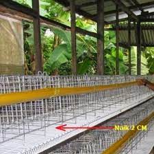 Pin By Fajrin Sidik On Baternak Burung Kicau Desain Kandang Ayam Kandang Ayam Desain