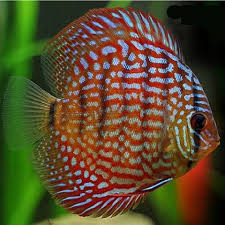 Royal Red Discus Regular Goruntuler Ile Balik Akvaryum