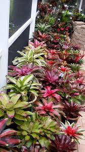 Awesome Bromeliad Garden Bromeliads Landscaping Bromeliads Garden Plants