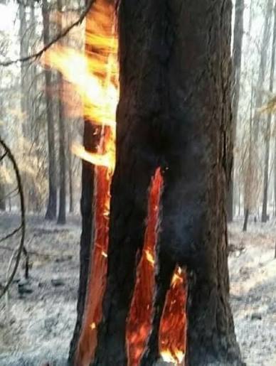 trees will occasionally be hit directly by lightning, causing the tree to burn from the inside or even sometimes just outright explode the tree doesn't burn the way you would think a