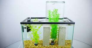 It S Not An Impossible Fish Tank It S Just Physics Wired Fish Tank Cool Fish Tank Decorations Cool Fish Tanks