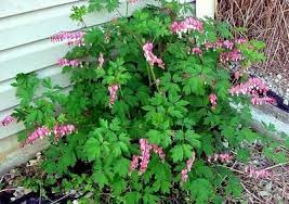 Growing Bleeding Heart Bleeding Heart Shade Flowers Perennial Shade Plants
