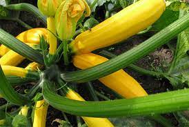Check spelling or type a new query. Golden Zebra Zucchini Premium Garden Seeds Hoss Tools