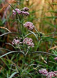 Image result for Asclepias schumanniana