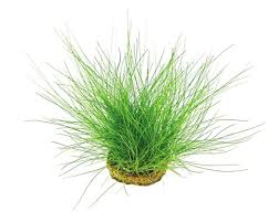Image result for Eleocharis retroflexa