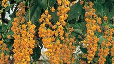 Berberis - Gardening Australia