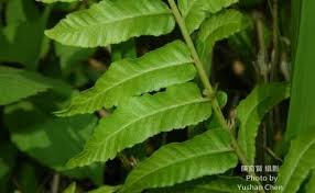 Image result for Ampelopteris prolifera