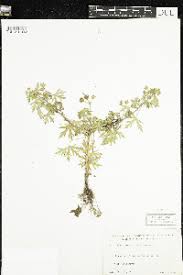 Image result for Geranium aculeolatum