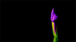 Daisy flower flowers rose roses. Red Rose Blooming Gif
