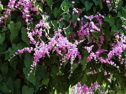 Image result for Antigonon