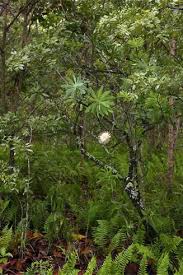 Image result for Protea gaguedi