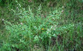 Image result for Urena