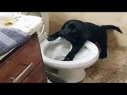Hier kostenlos bei youtube anschauen. Unartige Haustiere Lustigste Videos Lustige Hunde Und Katzen Youtube