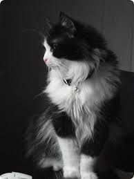 Epingle Sur Chat