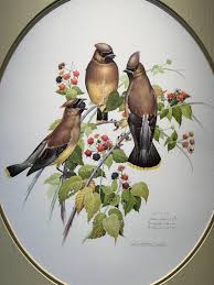 Beautiful Don Whitlatch Cedar Waxwings Limited Edition Signed and Numbered  Print