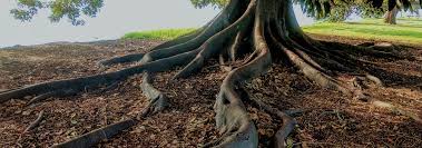 How about gravel or concrete? Dealing With Trees With Surface Roots And Avoiding Them At Planting