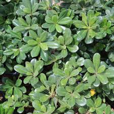 How many plants do you need for your area? Plant Guide For Southern Utah S Unique Desert Climate Stone Tree Landscaping St George Utah