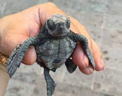 Baby Sea Turtles 10 Places You Can See Them Hatch