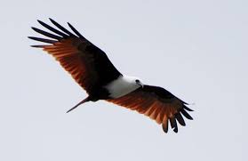 33+ top kaos gambar ayam aduan. Paling Keren 21 Gambar Elang Animasi Bergerak Mengapa Tidak Semua File Gambar Dalam Komputer Kalian Dapat Bergerak Dan Mengapa Hany Cute Animals Bird Ramadhan