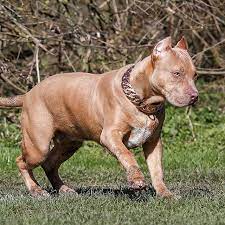 rose gold chain collar bully jj owned by bully jj shop today at www regaldog co uk regaldog regalcollars dogchains regaldogstyle dogacces kopek