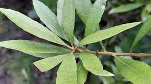 Image result for Myricaceae