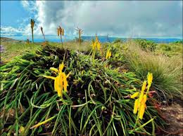 Image result for Aloe inyangensis