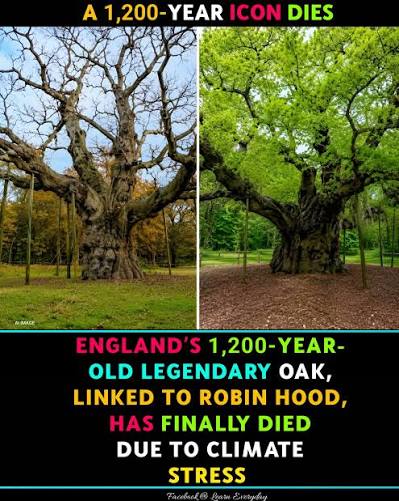 A tree that stood for 1,200 years has finally fallen silent. The Major Oak,  famously linked to the legends of Robin Hood, is believed to have begun life  around 800 AD. Just