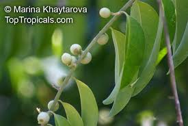 Image result for Olax aschersoniana