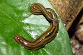 In sittwe two types of twt were established, one design for a single household (6 people). Gordian Worms The Australian Museum