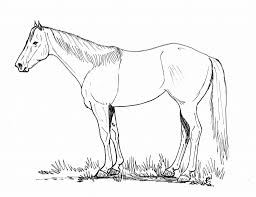 Do you know that to describe the color of a horse we need to talk about their coat and mane? Ranching Coloring Pages Tsln Com
