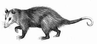 Virginia Opossum By Biarmosuchus Jpg 800 364 Opossum Awesome Possum Animals
