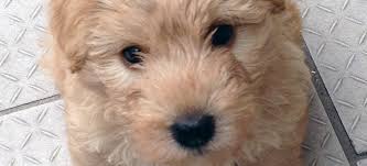 Image result for lakeland teriér