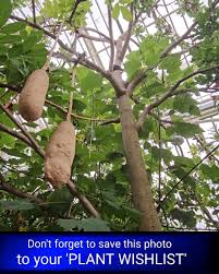 Image result for Kigelia africana