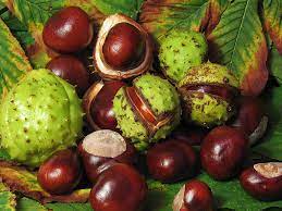 We did not find results for: Conkers Wikipedia