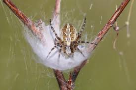 Image result for Arachniodes webbiana