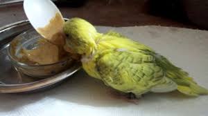 Spoon Feeding My 31day Old Baby Budgie Youtube