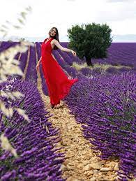 Luvrumcake Field Of Heather Lavender Fields Lavender Flowers Lavender Plant