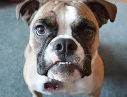 The dog will present symptoms such as chronic coughing and lack of appetite. Dog Lung And Breathing Problems Canine Chronic Bronchitis